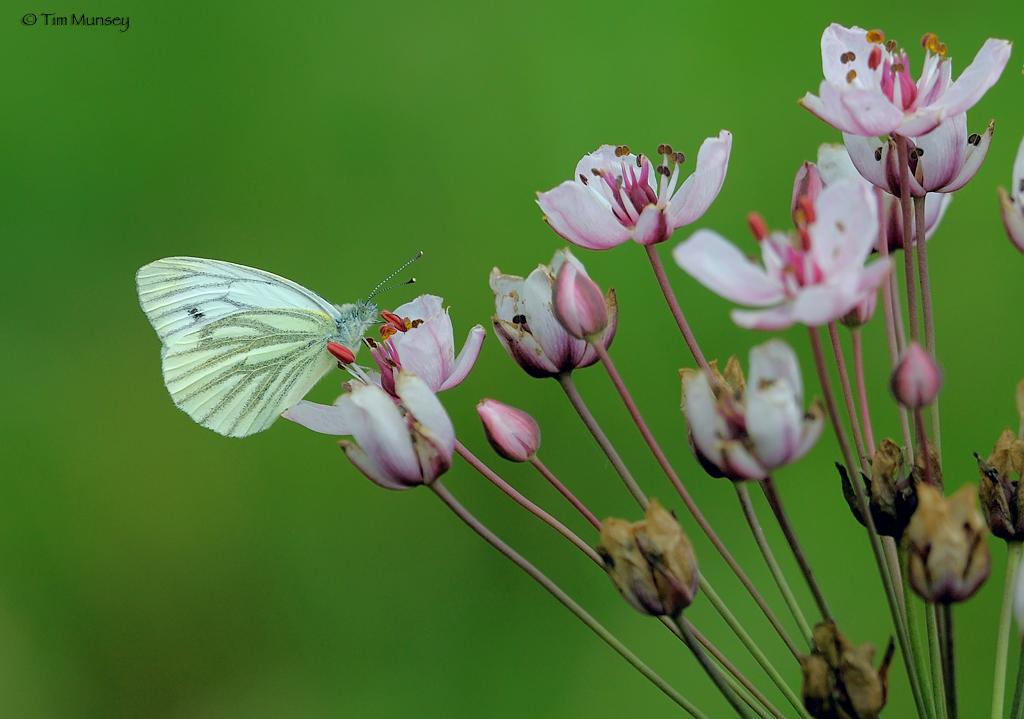 Green veined white.jpg